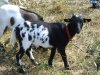 KITTY - chèvre miniature marbrée des Tourelles