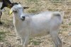 HALOUETTE - chèvre miniature des Tourelles
