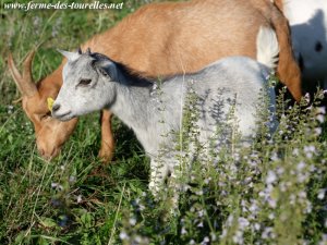 LAVANDE des Tourelles - chèvre miniature