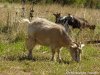 EFELIA - chèvre miniature des Tourelles
