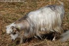 HERMIONE de l'Ecureuil - chèvre extra-toy à poils longs des Tourelles