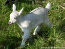NALINE des Tourelles - chèvre miniature motte 