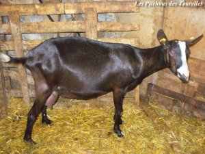 HELINETTE des Tourelles - chèvre Alpine
