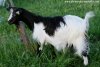 ILKA des Tourelles - chèvre miniature motte