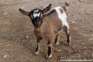 NINI des Tourelles - chèvre miniature aux yeux bleus