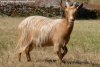 JALIA - chèvre (semi)-miniature des Tourelles à poils longs