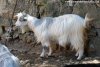 IMELLIS des Tourelles - chèvres miniatures à poils longs