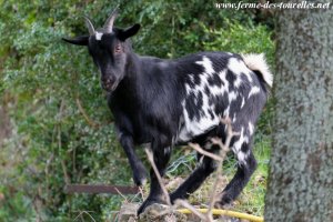 IOUKIE - chèvre naine des Tourelles