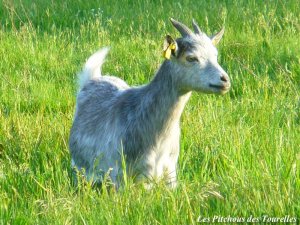 HOLLY des Tourelles - chèvre miniature