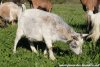 FANETTE - chèvre miniature des Tourelles