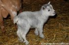 PALINA des Tourelles - chevrette miniature aux yeux bleus