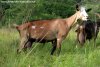 JASMINE des Tourelles - chèvre Alpine motte