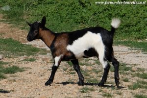 LOUISIANA des Tourelles - chèvre semi-naine