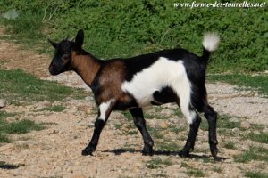 LOUISIANA des Tourelles - chèvre semi-naine