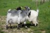 IPPOLITE - bouc extra-nain des Tourelles