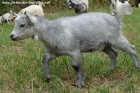 NINA des Tourelles - chèvre miniature