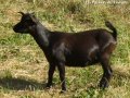 Chèvres et boucs miniatures noirs des Tourelles