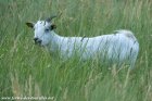 IONA - chèvre naine des Tourelles