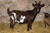 MARQUISE - chèvre semi-miniature des Tourelles