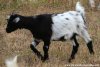MAYA des Tourelles - chèvre miniature