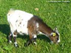 GIA-POLLITA - chèvre miniature des Tourelles