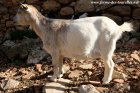 HANISETTE - chèvre miniature motte des Tourelles