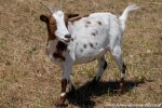 JAKOTA - chèvre miniature des Tourelles