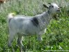 JESSIE des Tourelles - chèvre miniature