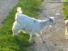IMELLIS des Tourelles - chèvre miniature