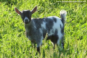 NOEMIE des Tourelles - chèvre miniature