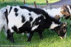 HEASY - chèvre extra-naine des Tourelles