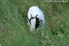 JINA des Tourelles - chèvre miniature