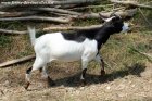 MAIKKI des Tourelles - chèvre miniature / extra-naine