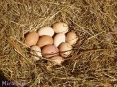 Oeufs de la Ferme des Tourelles