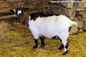 MELINDA - chèvre miniature des Tourelles