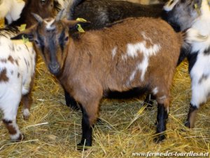 LOUKIA - chèvre miniature des Tourelles