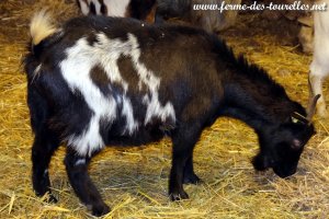 JESLY - chèvre miniature des Tourelles
