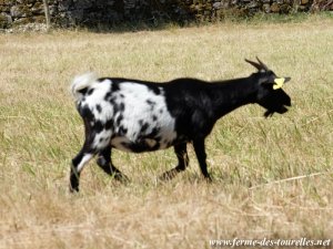 FLOFLO - chèvre extra-naine des Tourelles