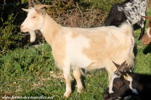 JISABELLE des Tourelles - chèvre naine