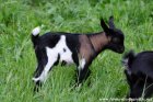 LOUISIANA des Tourelles - chèvre semi-naine