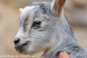 SILVER des Tourelles - chevreau miniature sundgau aux yeux bleus