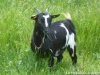 FLORALINE - chèvre miniature des Tourelles