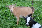 JILIE des Tourelles - chèvre miniature