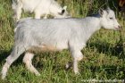 MASSEA des Tourelles - chèvre miniature
