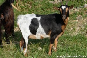 JELLY - chèvre miniature des Tourelles