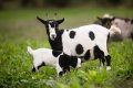 Chèvres et boucs miniatures noirs & blancs des Tourelles