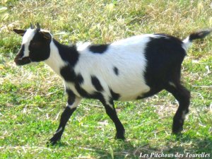 FIESTA de Ayowa - chèvre toy