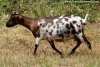 BONNIE - chèvre (semi)-miniature dalmatienne des Tourelles