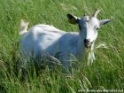 INFINITY des Tourelles - chèvre extra-naine