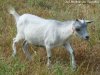 HI-BLUE-PEARL - chèvre miniature des Tourelles